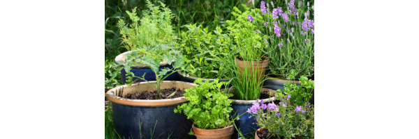 Kräuter und Blüten