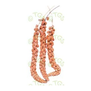 Kolbenhirse, rot (Europäisch) 500g