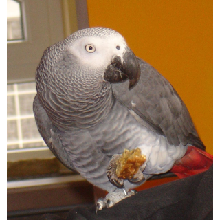 HARRISONS Vogelbrot Original