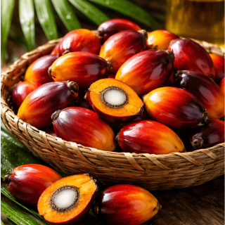 Bio Palmfrüchte 500g