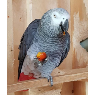 Bio Ölpalmfrüchte 1000g